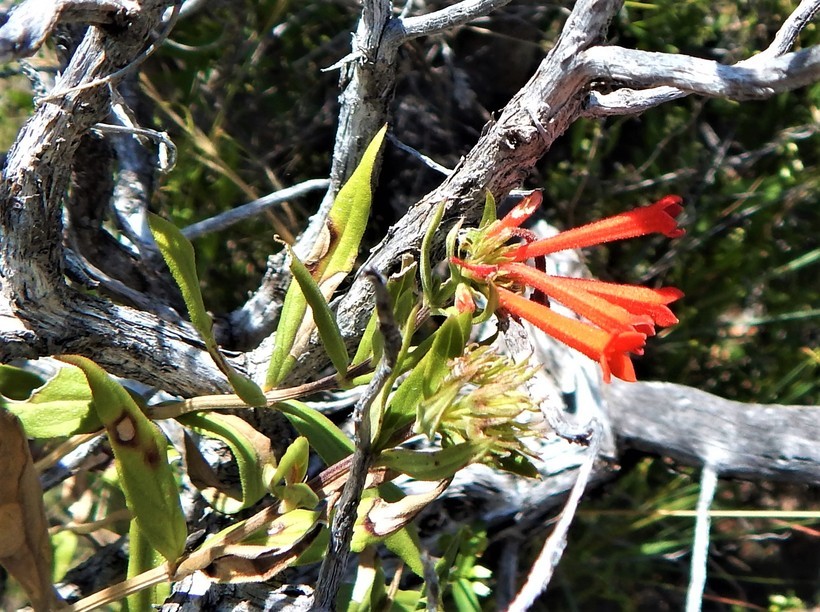 Image of firecrackerbush