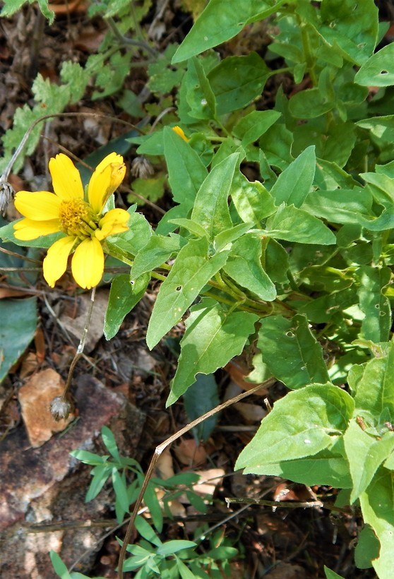 Image de Heliopsis parvifolia A. Gray