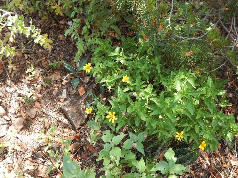 Image de Heliopsis parvifolia A. Gray