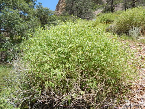 Pericome caudata A. Gray resmi