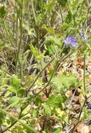 Image de Phacelia congesta (Dougl. ex Lehm.) Hook.