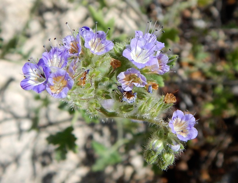 Image de Phacelia congesta (Dougl. ex Lehm.) Hook.