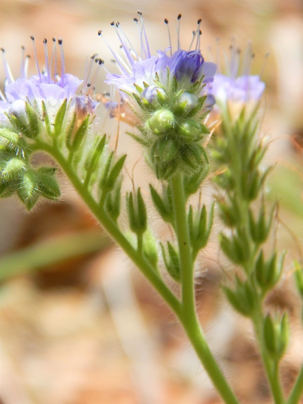 Image de Phacelia congesta (Dougl. ex Lehm.) Hook.