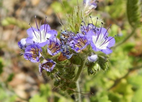 Image of Phacelia congesta (Dougl. ex Lehm.) Hook.