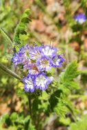 Image de Phacelia congesta (Dougl. ex Lehm.) Hook.