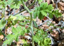 Image de Phacelia congesta (Dougl. ex Lehm.) Hook.