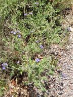 Image de Phacelia congesta (Dougl. ex Lehm.) Hook.