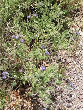 Image of Phacelia congesta (Dougl. ex Lehm.) Hook.