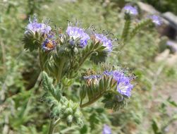 Image de Phacelia congesta (Dougl. ex Lehm.) Hook.