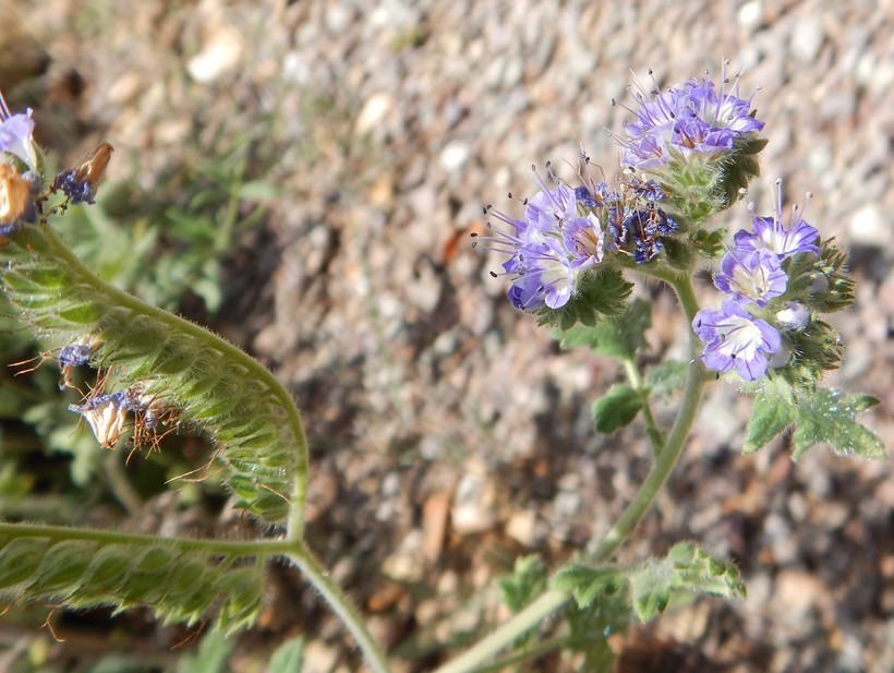 Image de Phacelia congesta (Dougl. ex Lehm.) Hook.