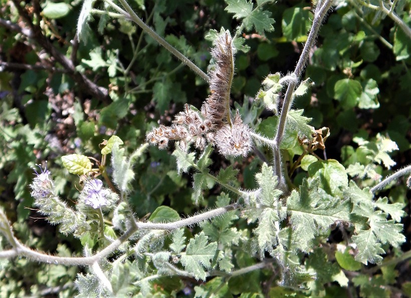 Image de Phacelia congesta (Dougl. ex Lehm.) Hook.