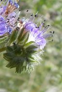 Image de Phacelia congesta (Dougl. ex Lehm.) Hook.