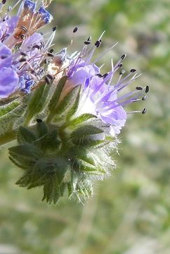 Image of Phacelia congesta (Dougl. ex Lehm.) Hook.