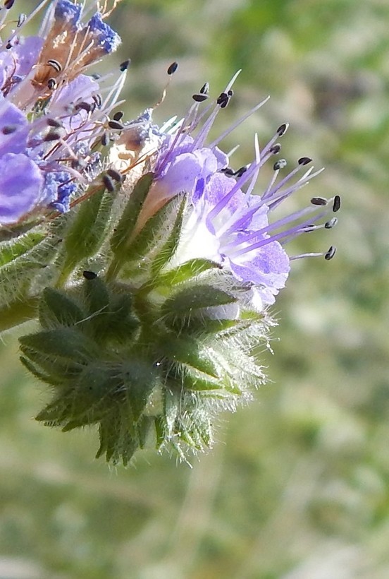 Image de Phacelia congesta (Dougl. ex Lehm.) Hook.