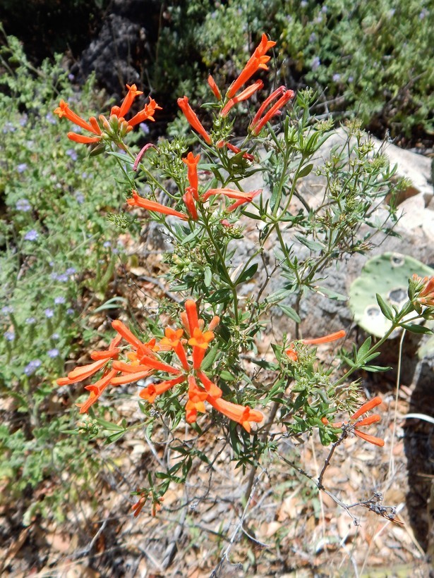 Plancia ëd Bouvardia ternifolia (Cav.) Schltdl.