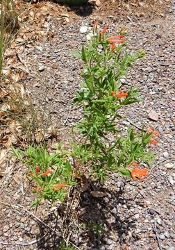 Image of firecrackerbush