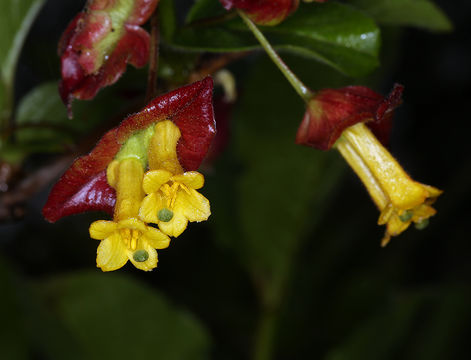 Image of twinberry honeysuckle