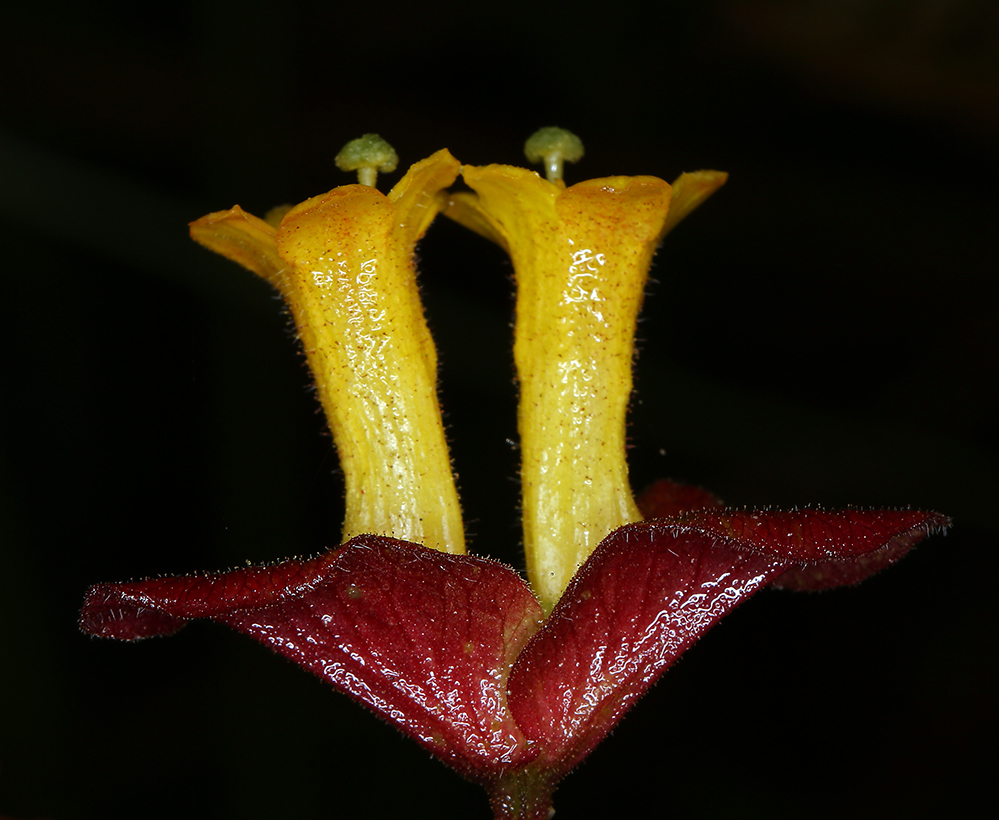 Image de Lonicera involucrata var. ledebourii (Eschsch.) Jeps.