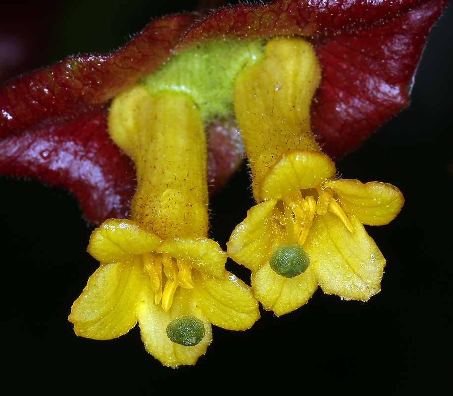 Image de Lonicera involucrata var. ledebourii (Eschsch.) Jeps.