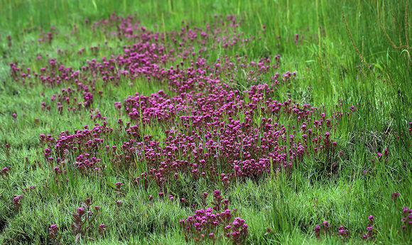 Image of Humboldt Bay owl's-clover