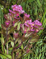 Image of Humboldt Bay owl's-clover