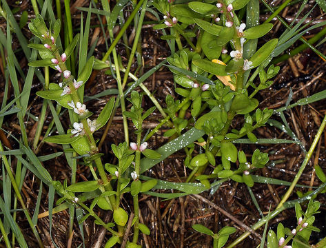 Image of black saltwort