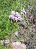 Image of Pinked Mistflower