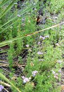 Image of Pinked Mistflower