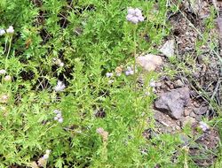 Image of Pinked Mistflower