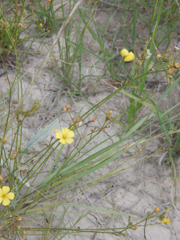 Linum aristatum Engelm. resmi