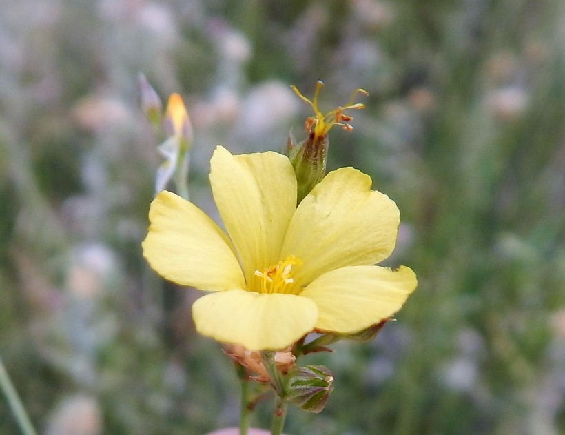 Linum aristatum Engelm. resmi