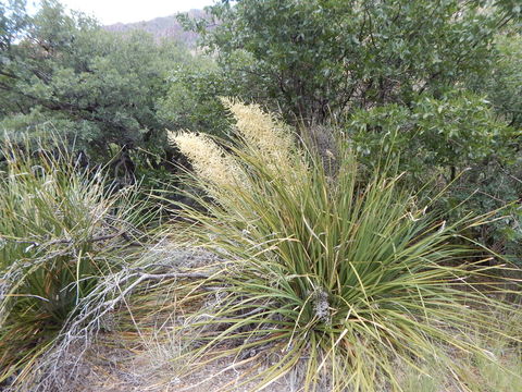 Image of foothill beargrass