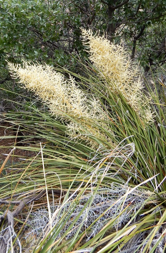 Image of foothill beargrass