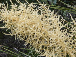 Image of foothill beargrass