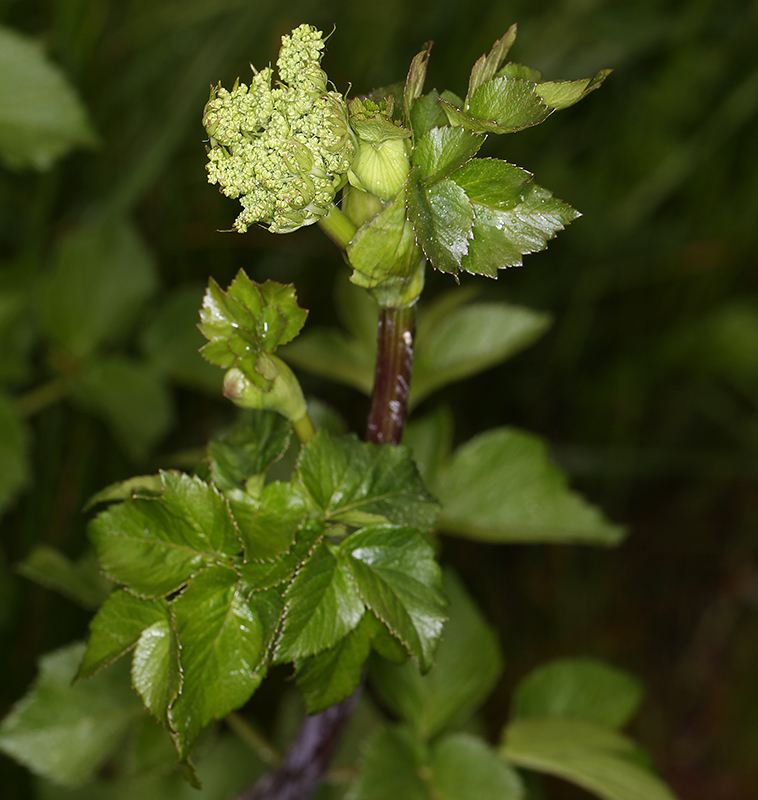 Image of seacoast angelica