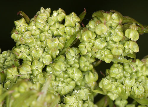 Image of seacoast angelica