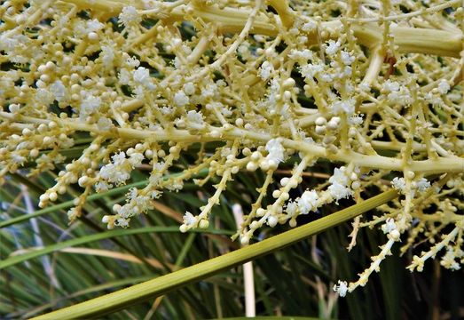 Image of foothill beargrass