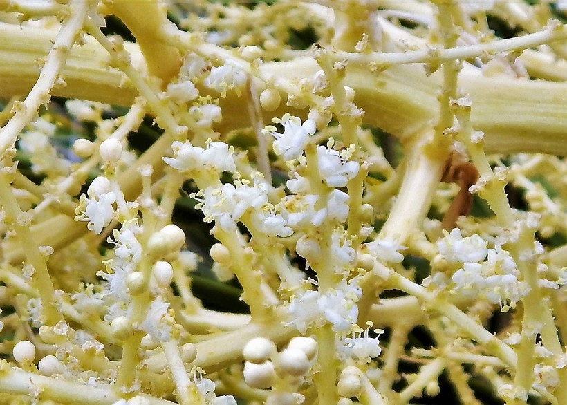 Image of foothill beargrass