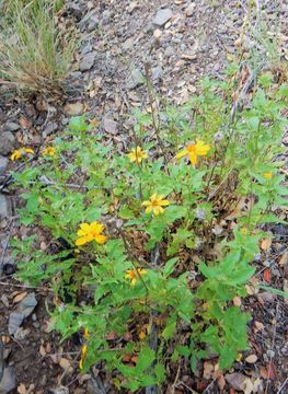 Image of mountain oxeye