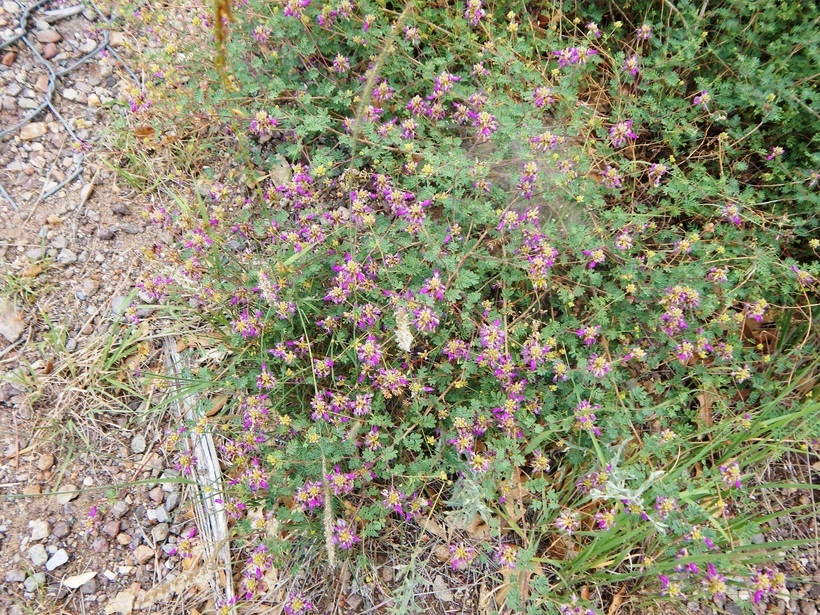 Image of black prairie clover