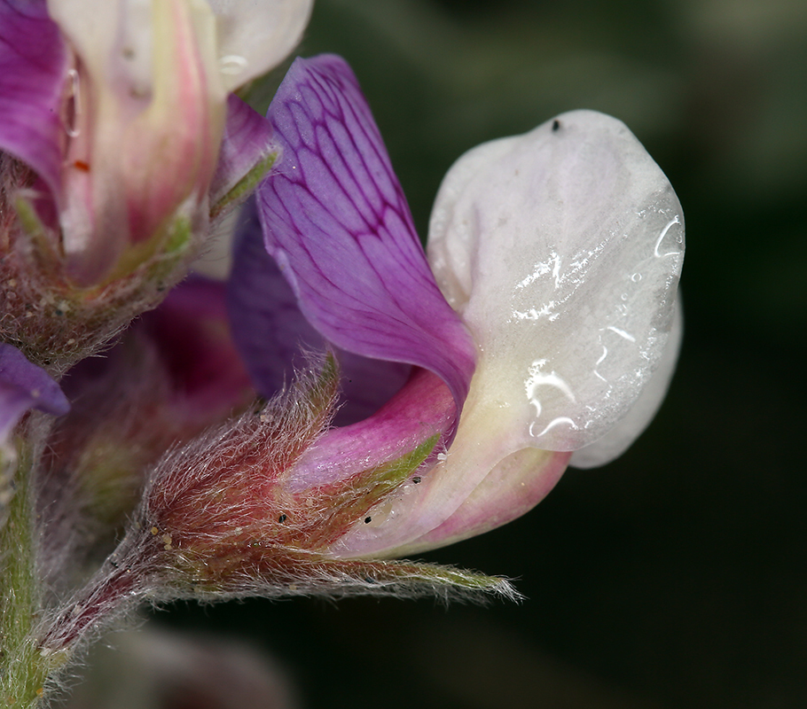 Image of silky beach pea