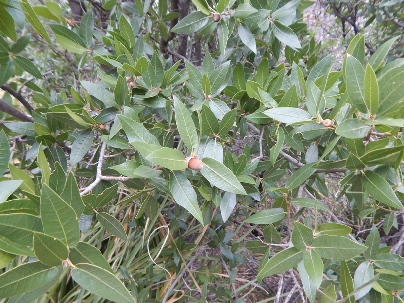 Imagem de Quercus arizonica Sarg.