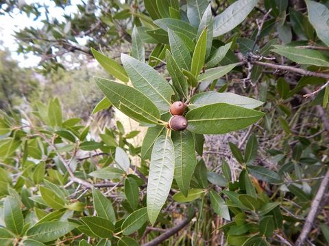 Imagem de Quercus arizonica Sarg.