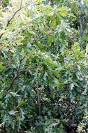 Image of Chisos red oak