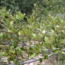 Plancia ëd Cercocarpus montanus var. glaber (S. Wats.) F. L. Martin