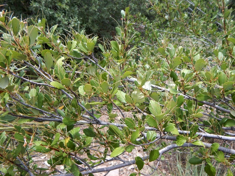 Image of birchleaf mountain mahogany