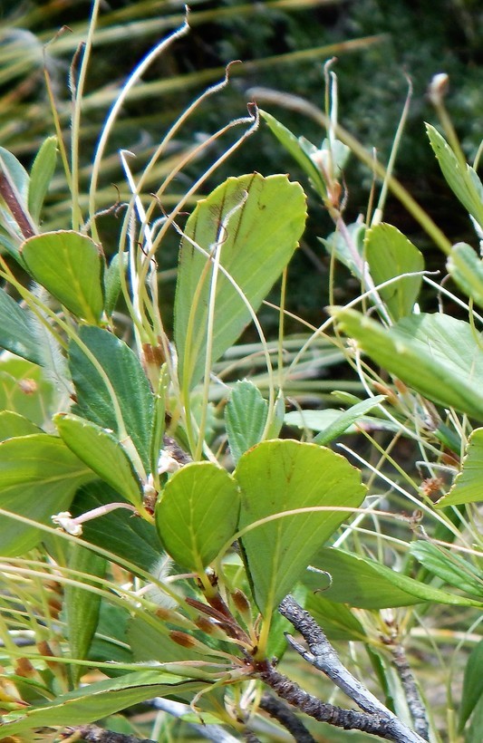 Image of Birch-leaf Mountain-mahogany