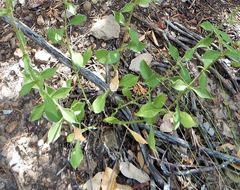 Image de Silene laciniata subsp. greggii (Gray) C. L. Hitchc. & Maguire