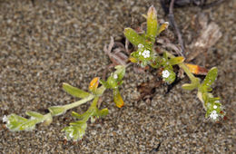 Слика од Cryptantha leiocarpa (Fisch. & C. A. Mey.) Greene