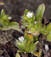 Слика од Cryptantha leiocarpa (Fisch. & C. A. Mey.) Greene